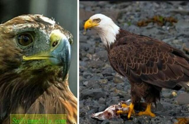 Į tolimus kraštus išskridę ereliai paliko rusų mokslininkus be pinigų