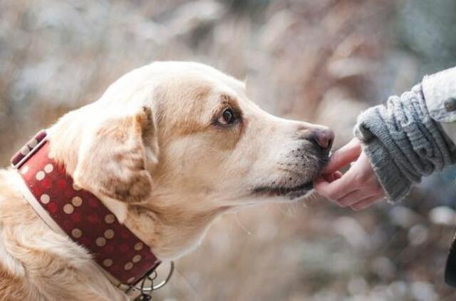 Kaip atsisveikinti su mylimu augintiniu?
