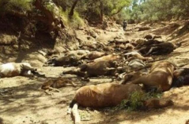 Australijoje užfiksuota visų laikų karščiausia diena