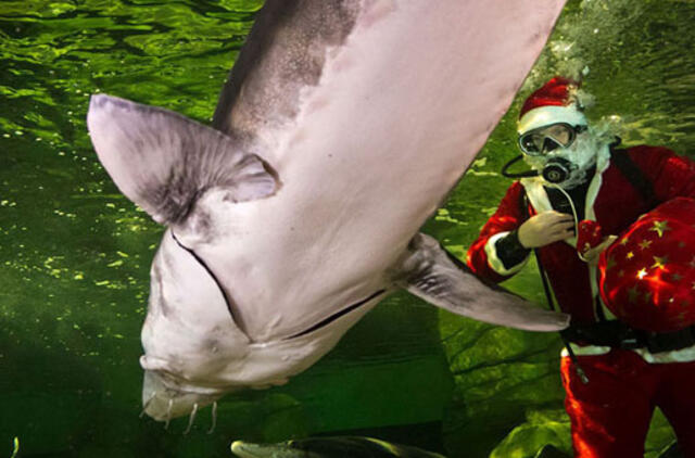 Keisčiausi 2019-ųjų nutikimai uoste ir rezervinėse teritorijose