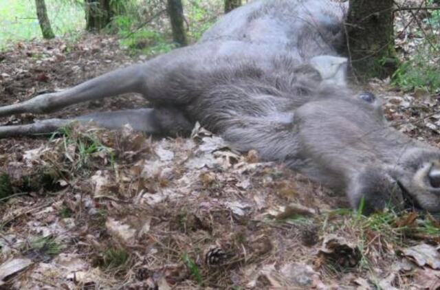 Radiniai šiurpina gyventojus: briedžio kailis, šernų kaukolės