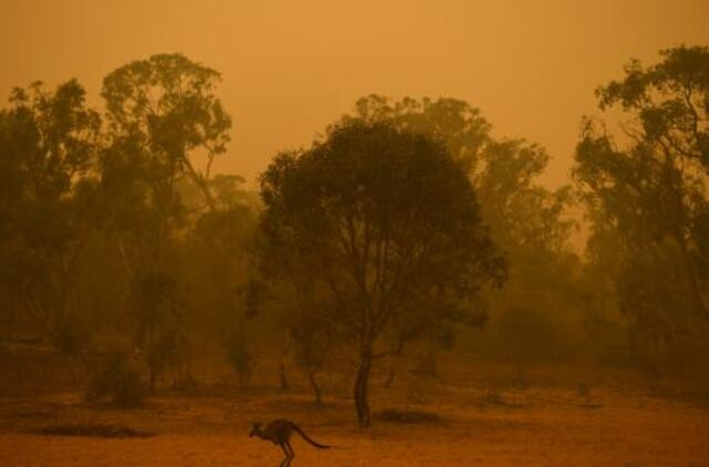 Australijoje liepsnose žuvo beveik pusė milijardo gyvūnų