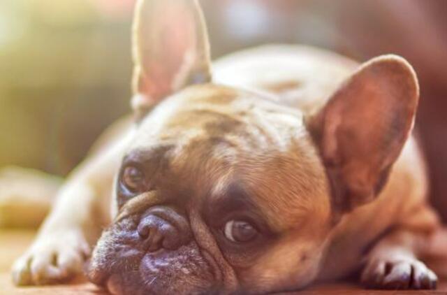 JAV alaus darykla ant skardinių deda šunų iš prieglaudos nuotraukas