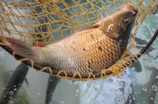 Prekybos centrai atsisako gyvų žuvų akvariumų