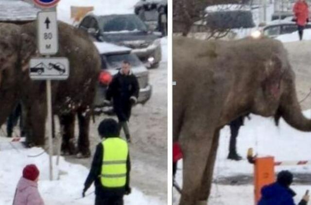 Rusijoje iš cirko buvo pabėgę du drambliai