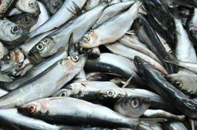 Tyrimai Kuršių marių žuvų taršos nepatvirtino