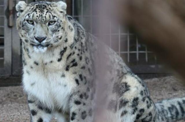 Viduržiemiui artėjant zoologijos sodo gyvūnai neįprastai guvūs