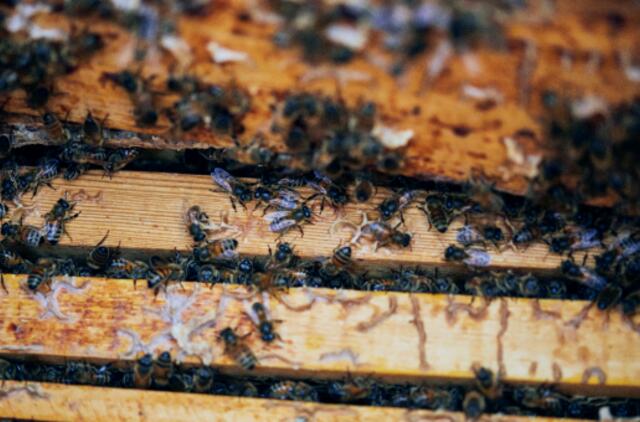 Lietuviško medaus galia: gydo gerklės skausmą, gaivina odą ir stiprina organizmą