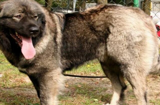 Anūkas tapo senelių augintinio auka