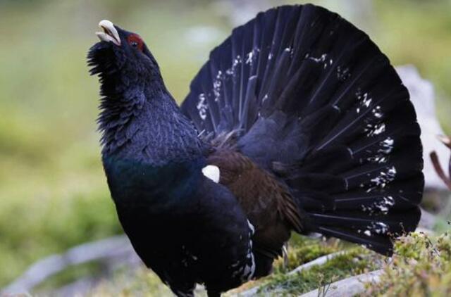 Paukščiai, verti paveldo titulo