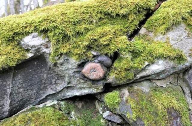 Užcementavo į Plungės lurdą įmūry­tą mi­to­lo­gi­nį ak­me­ni, nes... trukdė melstis