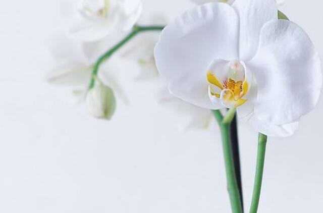 5 karantino savaitė