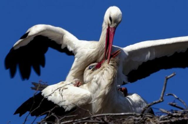 700 eurų kainavusių Palangos savivaldybės pastangų sugrįžę gandrai neįvertino