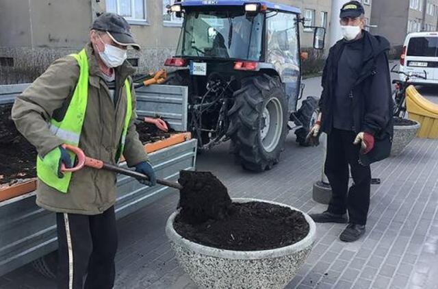Gargžduose gėlės žydės, bet klevus persodins vėliau