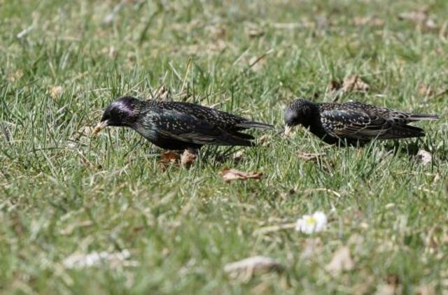 Gyvenimas pro langą: kai galiu žiūrėti televizorių, o jo man visai nereikia...