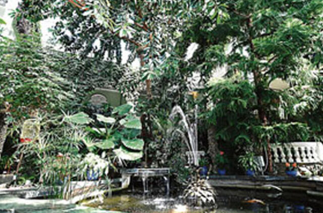 Karantino įkalintas Žiemos sodo grožis