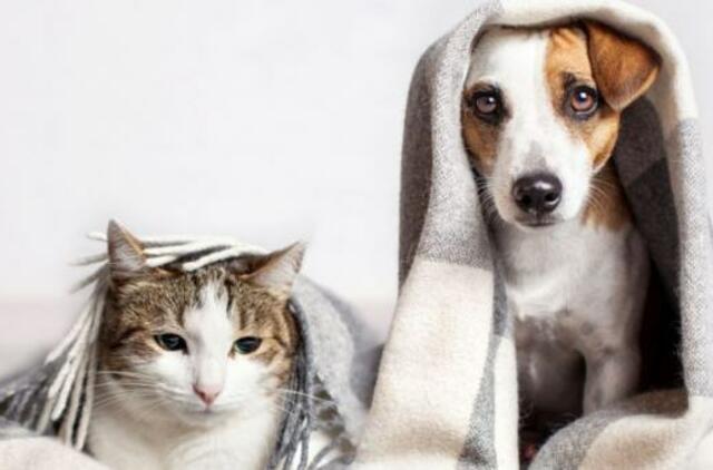 Ko reikia augintiniams namuose? Pirkinių sąrašas ir rekomendacijos