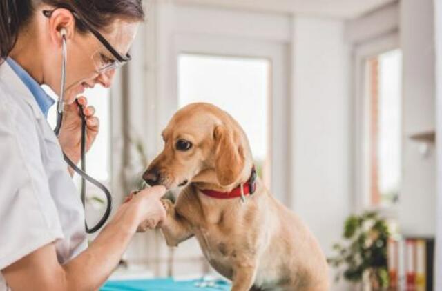 Ašaras kasdien matanti veterinarė: skaudžią pamoką žmonės išmoksta per vėlai