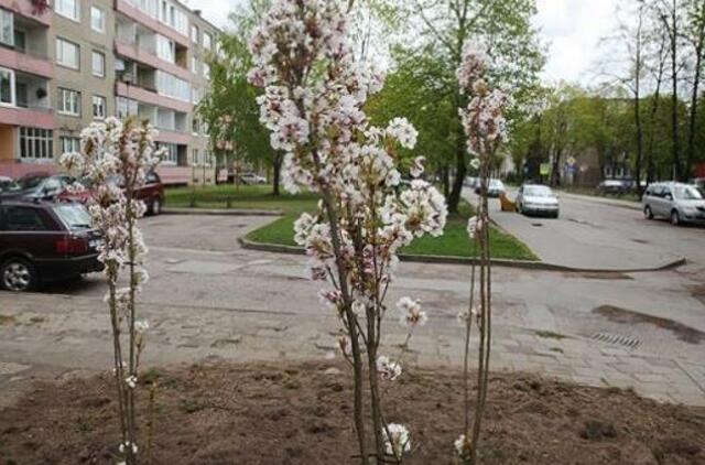 Neatmetama galimybė, kad ateityje Gargžduose atsiras ir daugiau sakurų