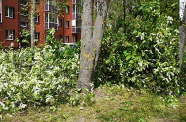 Gyvenimas pro langą: šunes loja, karavanas linguoja toliau