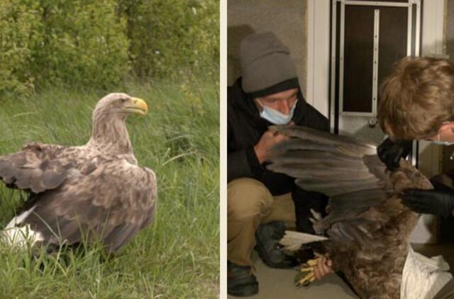 Jūrinis erelis priglaustas Klaipėdoje