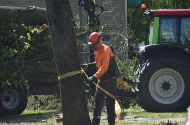 Meras raginamas stabdyti medžių kirtimą Rumpiškės kvartale