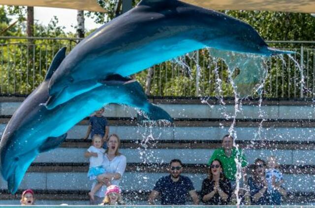 Vėl galima pamatyti delfinus ir jūrų liūtus