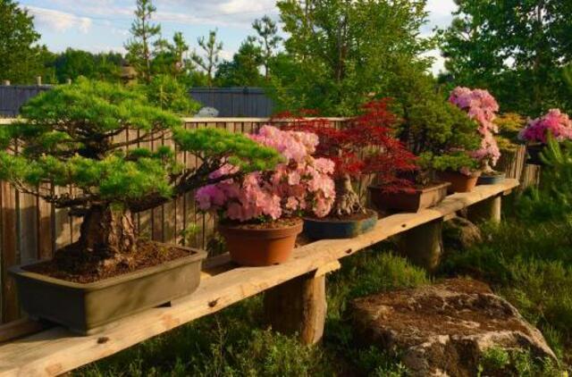 Japoniškame sode - bonsai azalijų žydėjimas