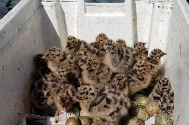 Klaipėdos uoste – neeilinė operacija