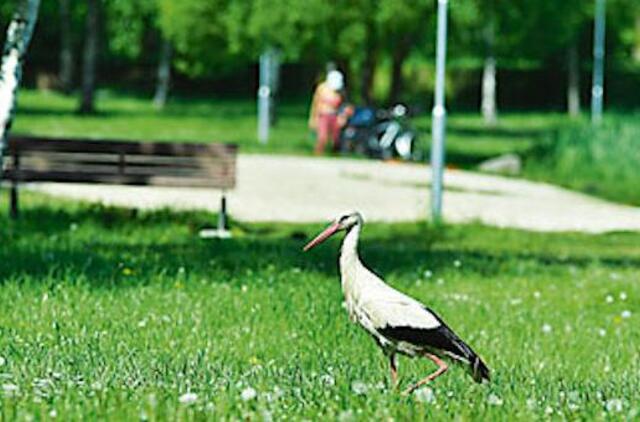 Kretingą pamilo gandrai, bet paliko lakštingalos