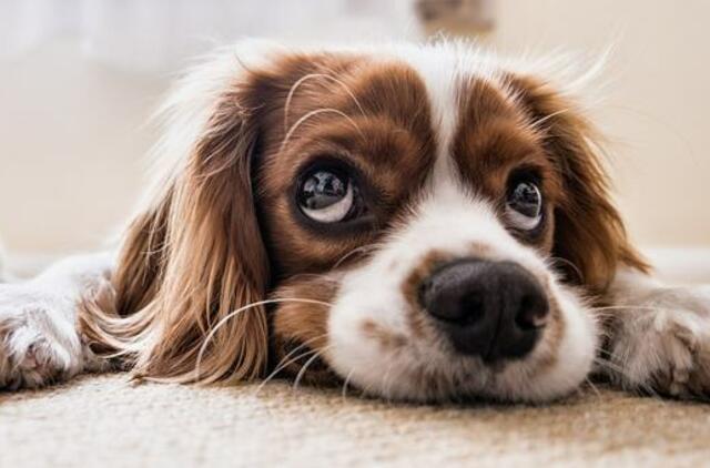 Kuo rizikuojame naudodami antiparazitines priemones šunims?