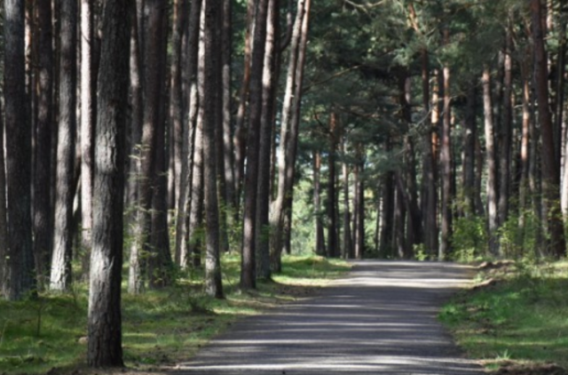 Kuršių nerijoje pradedamas miško kenkėjų naikinimas biologiniu preparatu iš lėktuvo