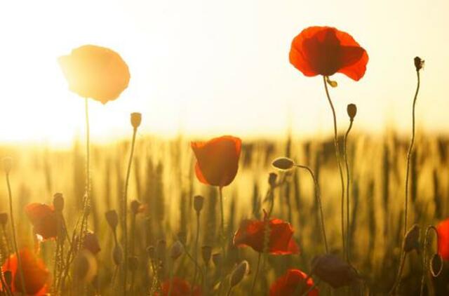 Sekmadiienio horoskopas 12-kai zodiako ženklų