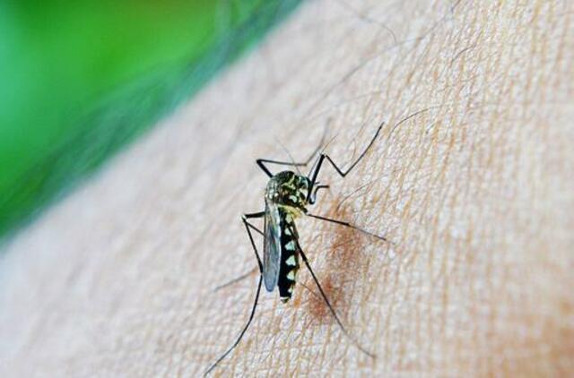 Specialistė patarė, kaip vasarą ištverti uodų kaimynystę