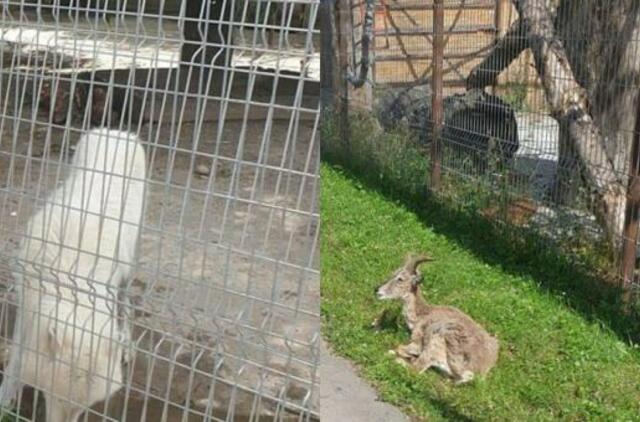 Apsilankė su užsieniečiu draugu Klaipėdos zoologijos sode ir neištvėrė: uždarykite šią Lietuvos gėdą