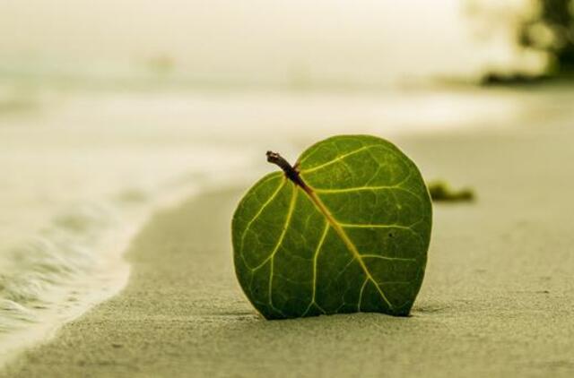 Ketvirtadienio horoskopas 12-kai zodiako ženklų