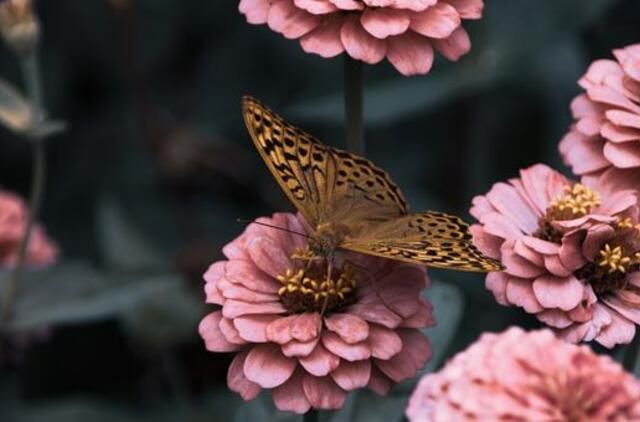 Ketvirtadienio horoskopas 12-kai zodiako ženklų