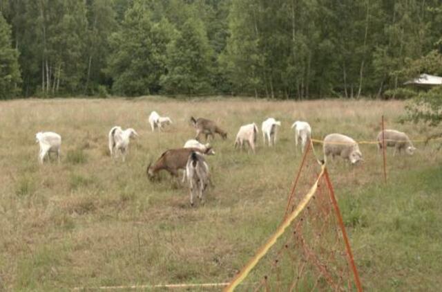 Kuršių Neriją gelbėja ožkos – nuėda viską, ko nereikia