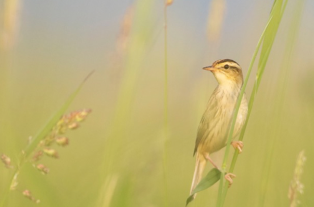 Meldinių nendrinukių populiacija Lietuvoje rekordinė