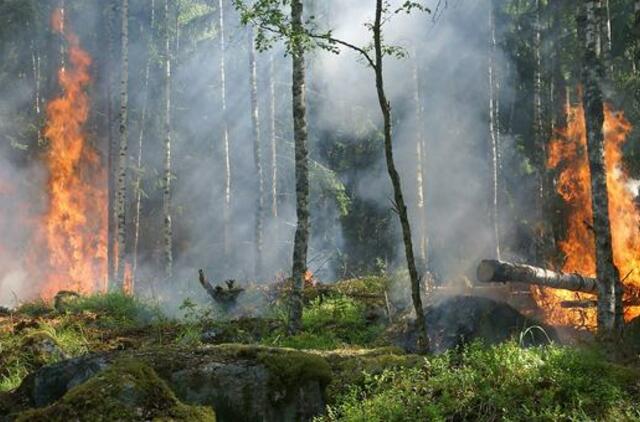 Netoli Graikijos miesto Korinto įsiplieskė miško gaisras