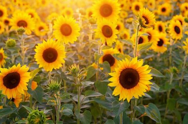 Penktadienio horoskopas 12-kai zodiako ženklų