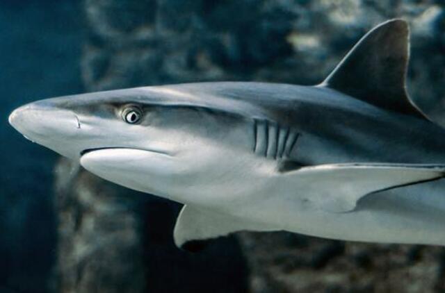 Prie Meino krantų plaukikė žuvo per retą ryklio užpuolimą