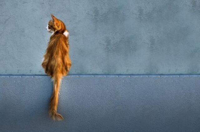 Ketvirtadienio horoskopas 12-kai zodiako ženklų