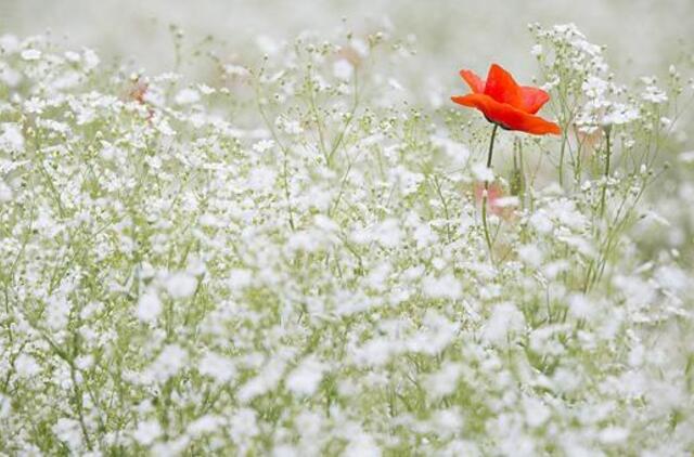 Ketvirtadienio horoskopas 12-kai zodiako ženklų