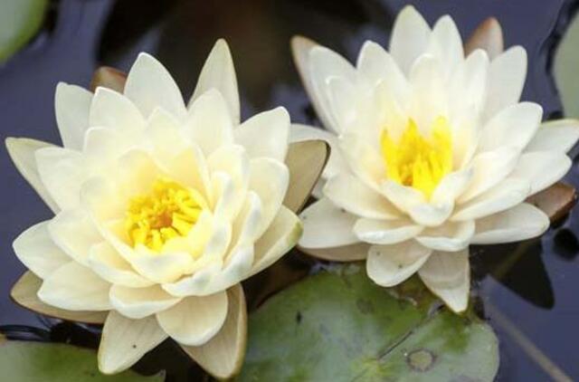 Ketvirtadienio horoskopas 12-kai zodiako ženklų