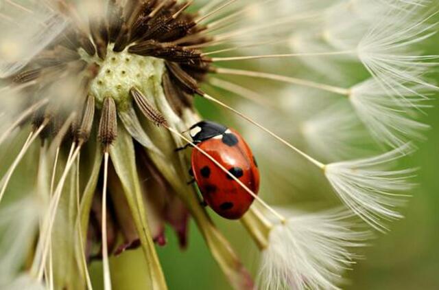 Ketvirtadienio horoskopas 12-kai zodiako ženklų