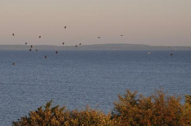 Kuršių mariose rastas penktadienį dingęs vyras