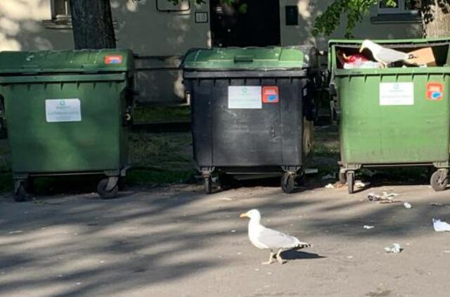 Pajūrio gyventojams įgriso juos atakuojantys sparnuočiai