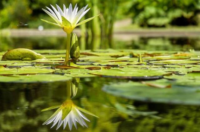 Penktadienio horoskopas 12-kai zodiako ženklų
