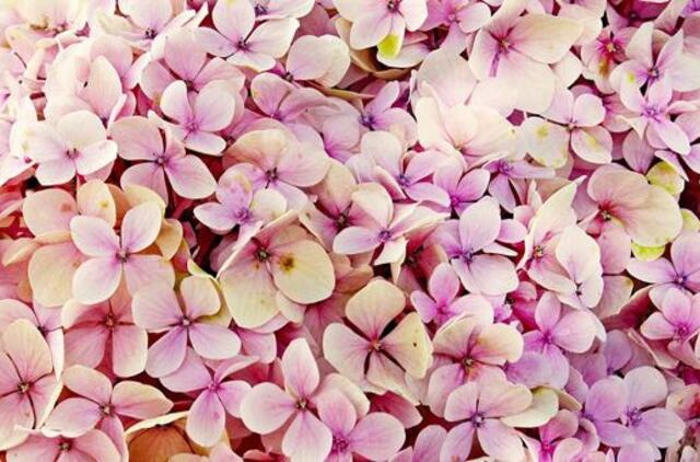 Pirmadienio horoskopas 12-kai zodiako ženklų